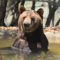 ben_bathing.png ben_bathing.png